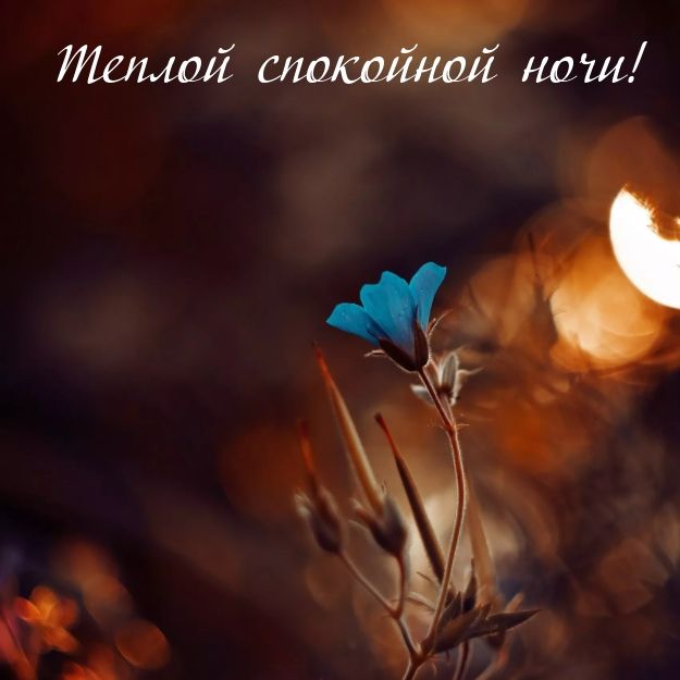 Открытка «Доброй ночи»: Открытка Доброй ночи с нежным голубым цветком.