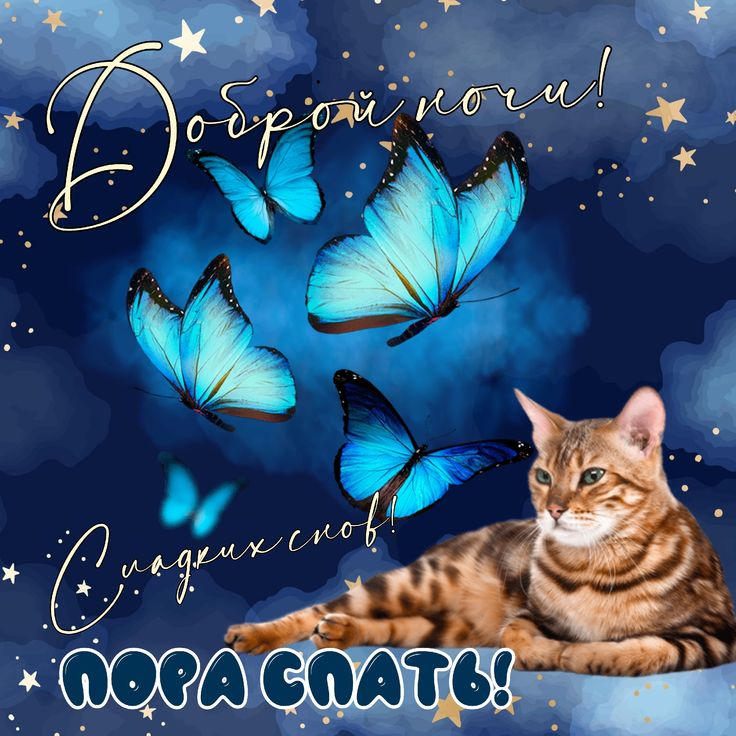 Открытка «Доброй ночи»: Доброй ночи: Сладких снов и сказочный кот. Тэги: Спокойной ночи, Спокойной ночи, красивые…