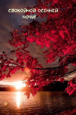 Открытка «Доброй ночи»: Спокойной осенней ночи: закат над рекой и красные листья. Тэги: Спокойной ночи, Спокойной ночи…