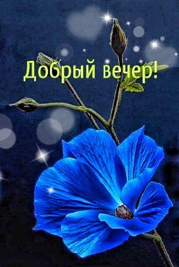Открытка «Добрый вечер и пожелания»: Добрый вечер: Красивый синий цветок. Тэги: Необычный добрый вечер, Доброго вечер…