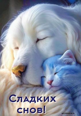 Открытка «Доброй ночи»: Доброй ночи: Сладких снов с котиком и собакой. Тэги: Спокойной ночи, Спокойной ночи, с пожела…