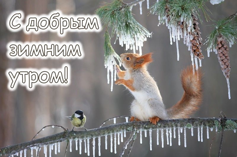 Открытка «С добрым утром»: С добрым зимним утром! Лесные гости. Тэги: животное, пожелание, позитивная, отличное настр…