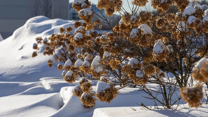 Открытка «С добрым утром»: Доброе зимнее утро: Снег на цветах и яркое солнце. Тэги: пожелание, позитивная, утро…