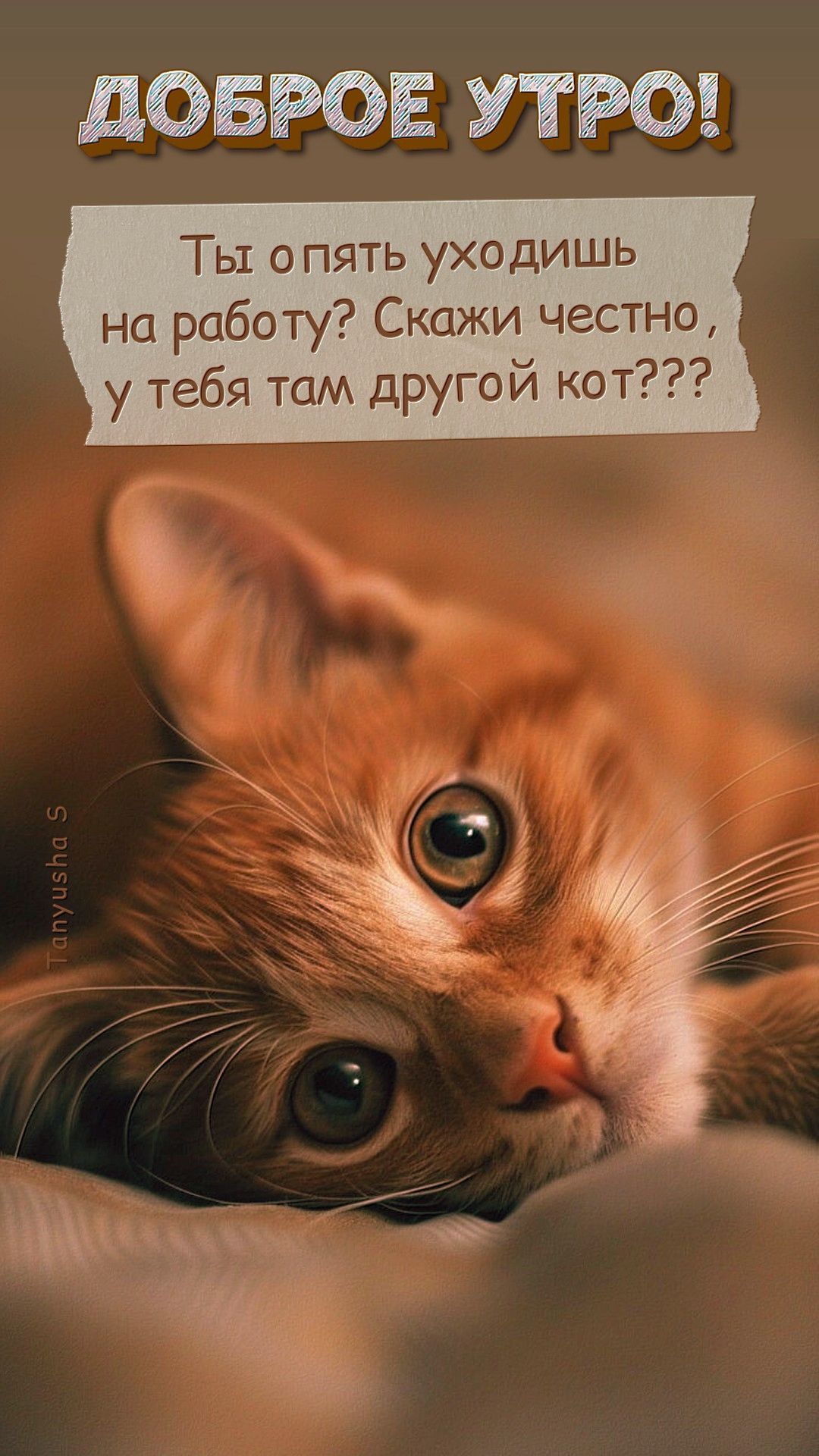 Открытка «С добрым утром»: Доброе утро! У тебя там другой кот?. Тэги: кот, животное, пожелание, позитивная, юмор…