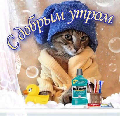 Открытка «С добрым утром»: С добрым утром: Пушистый кот и утренняя свежесть. Тэги: кот, животное, пожелание, позитивн…