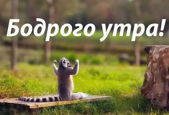 Открытка «С добрым утром»: Бодрое утро от лемура-йога!. Тэги: животное, пожелание, позитивная, отличное настроение…