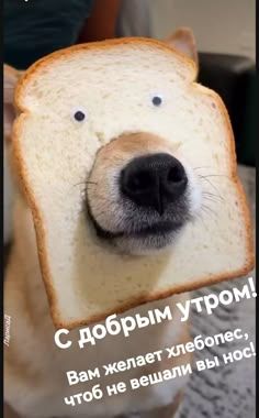 Открытка «С добрым утром»: С добрым утром! Хлебопес желает не вешать нос. Тэги: животное, пожелание, юмор, улыбка…