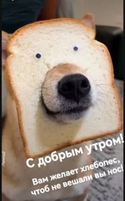 Открытка «С добрым утром»: С добрым утром! Хлебопес желает не вешать нос. Тэги: животное, пожелание, юмор, улыбка…