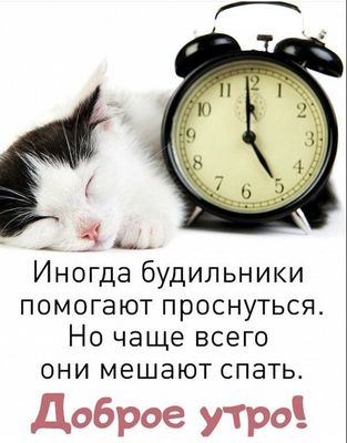 Открытка «С добрым утром»: Доброе утро: будильник, кот и желание поспать. Тэги: кот, животное, пожелание, позитивная…