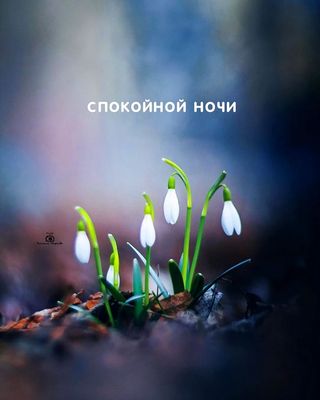 Открытка «Доброй ночи»: Спокойной ночи: нежные подснежники в ночном лесу. Тэги: Спокойной ночи, Спокойной ночи…