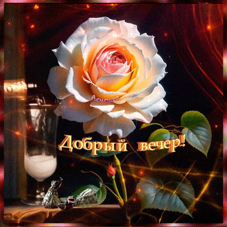 Открытка «Добрый вечер и пожелания»: Добрый вечер: Красивая нежная роза и уютный свет. Тэги: Добрый вечер красивые…