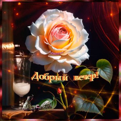 Открытка «Добрый вечер и пожелания»: Добрый вечер: Красивая нежная роза и уютный свет. Тэги: Добрый вечер красивые…