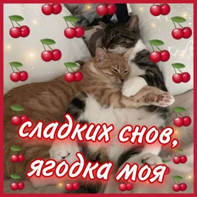 Открытка «Доброй ночи»: Доброй ночи: открытка «Сладких снов, ягодка моя». Тэги: Спокойной ночи, любимая женщина…