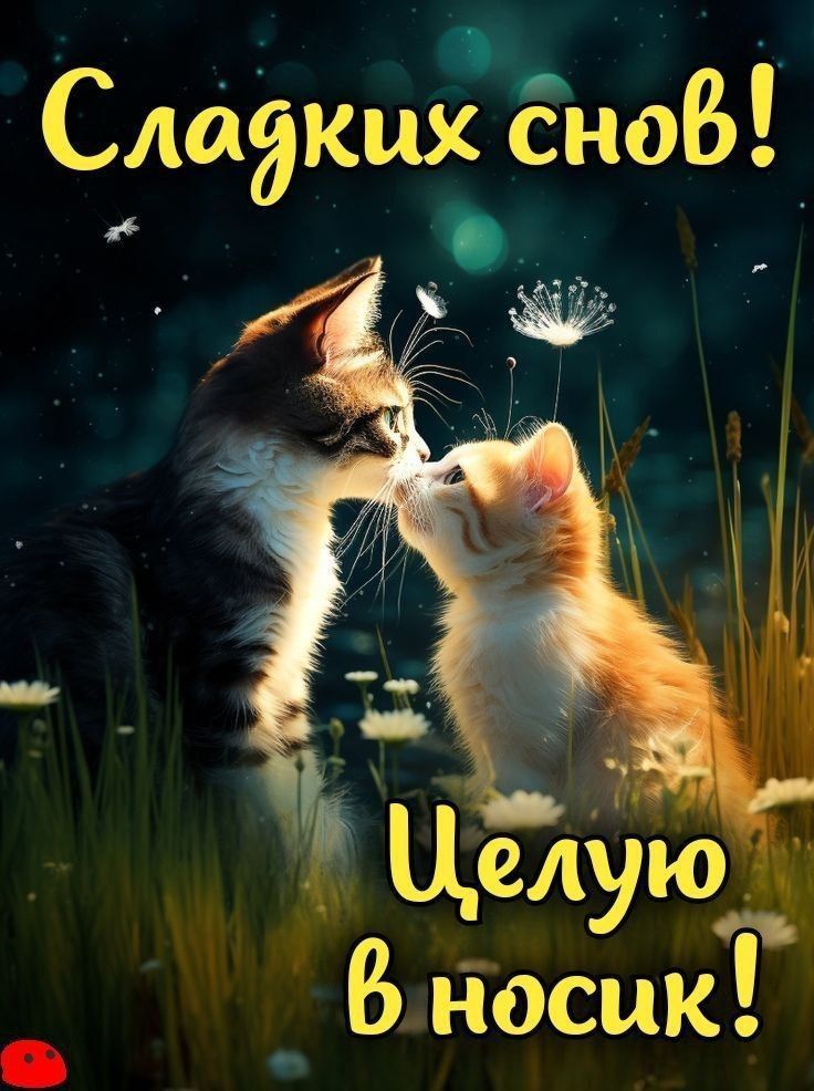 Открытка «Доброй ночи»: Спокойной ночи: открытка «Целую в носик» с котами.