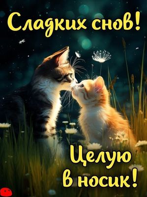 Открытка «Доброй ночи»: Спокойной ночи: открытка «Целую в носик» с котами.