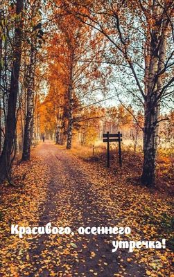 Открытка «С добрым утром»: С добрым утром: Красивое осеннее пожелание. Тэги: С добрым осенним утром, С добрым утром и…