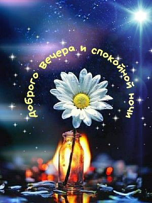 Открытка «Спокойной ночи»: Добрый вечер и спокойной ночи с нежной ромашкой. Тэги: Добрый вечер и пожелания, Добрый ве…