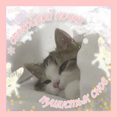 Открытка «Доброй ночи»: Доброй ночи: «Пушистых снов» с милым котенком. Тэги: Спокойной ночи, Спокойной ночи, с пожела…