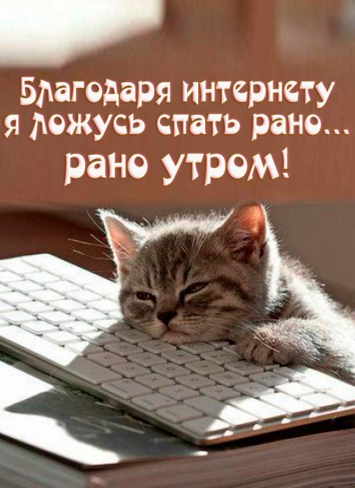 Открытка «С добрым утром»: С добрым утром: прикольный кот у компьютера. Тэги: С добрым утром, с котами!, С добрым утр…
