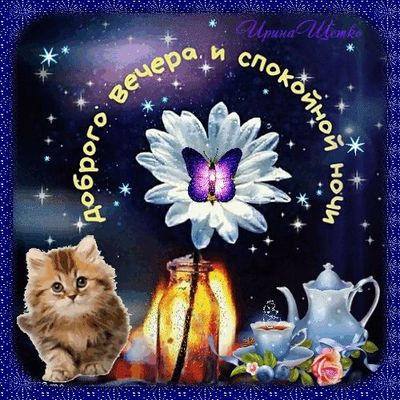 Открытка «Доброй ночи»: Добрый вечер и спокойной ночи: котенок и цветок. Тэги: Спокойной ночи, Добрый вечер и пожелан…