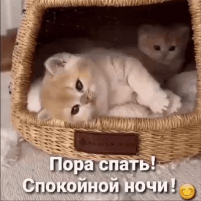 Открытка «Доброй ночи»: Спокойной ночи: «Милые котята в домике». Тэги: Спокойной ночи, Спокойной ночи, красивые…