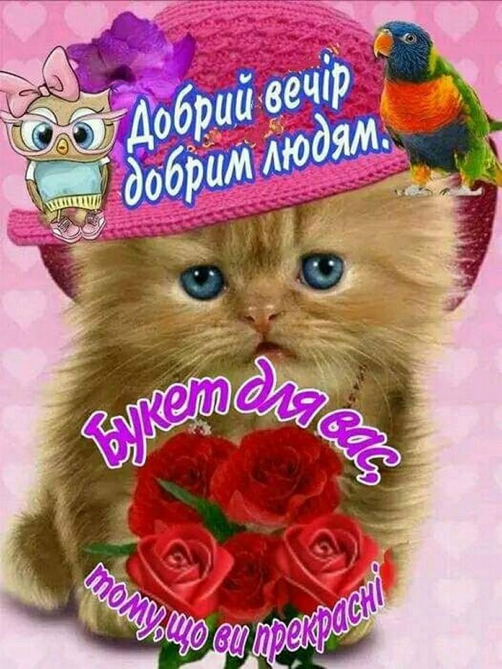 Открытка «Добрый вечер и пожелания»: Добрый вечер: пушистый котик с букетом красных роз. Тэги: Добрый вечер женщине…