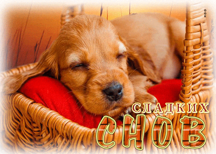 Открытка «Доброй ночи»: Спокойной ночи: Сладких снов с милым щенком. Тэги: Спокойной ночи, Спокойной ночи, красивые…