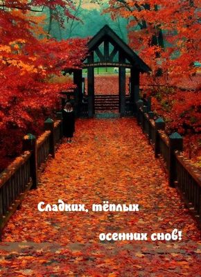 Открытка «Доброй ночи»: Доброй ночи: пожелание сладких осенних снов. Тэги: Спокойной ночи, Спокойной ночи, красивые…
