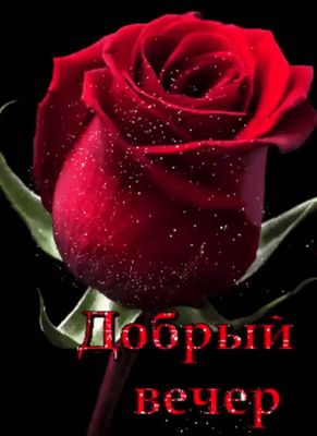 Открытка «Любимая женщина»: Добрый вечер: красная роза для настроения. Тэги: Добрый вечер и пожелания, Добрый вечер к…