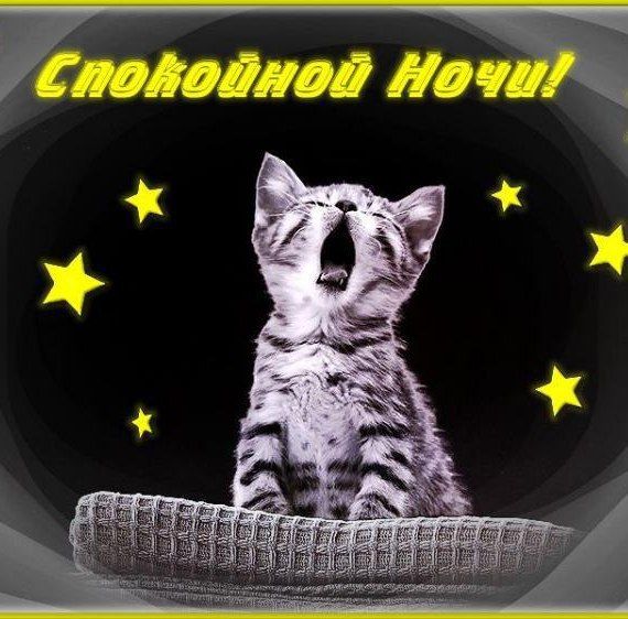 Открытка «Доброй ночи»: Спокойной ночи: милый котик и звездное небо. Тэги: Спокойной ночи, Спокойной ночи, с пожелани…