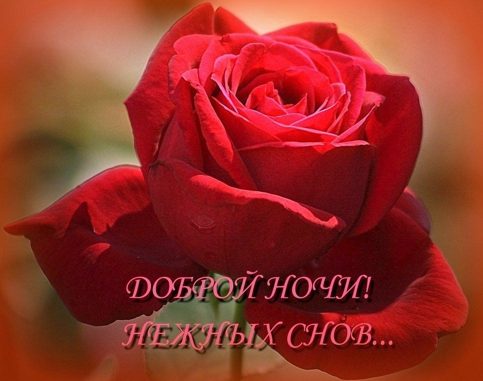 Открытка «Доброй ночи»: Спокойной ночи: Красивая алая роза и нежные сны. Тэги: любимая женщина