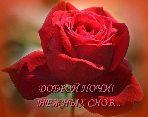Открытка «Доброй ночи»: Спокойной ночи: Красивая алая роза и нежные сны. Тэги: любимая женщина