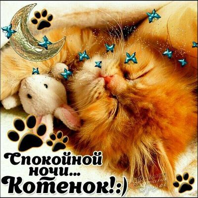 Открытка «Доброй ночи»: Спокойной ночи, котенок! Красивая открытка с котиком. Тэги: Спокойной ночи, Спокойной ночи…