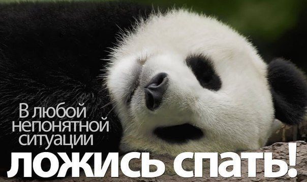 Открытка «Доброй ночи»: Спокойной ночи: прикольная открытка с пандой. Тэги: Спокойной ночи, Спокойной ночи, с пожелан…