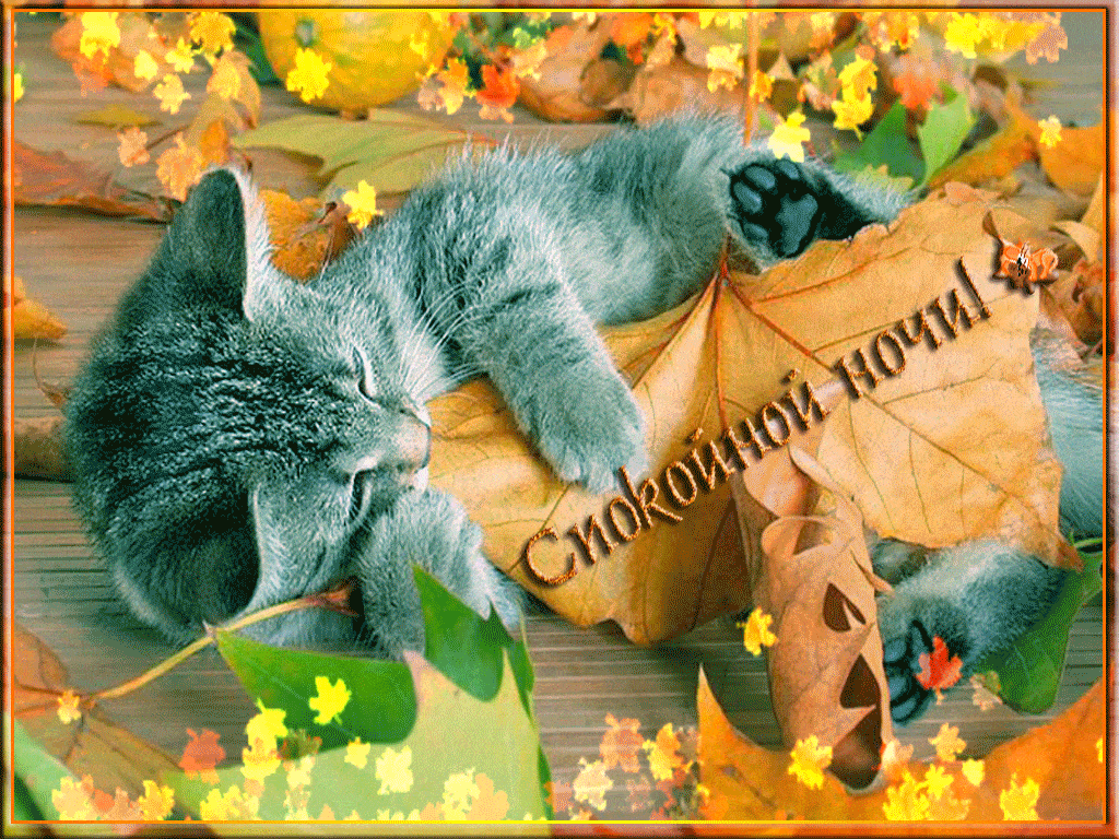 Открытка «Доброй ночи»: Доброй ночи: милый котик в осенней листве. Тэги: Спокойной ночи, Спокойной ночи, с пожеланиями…