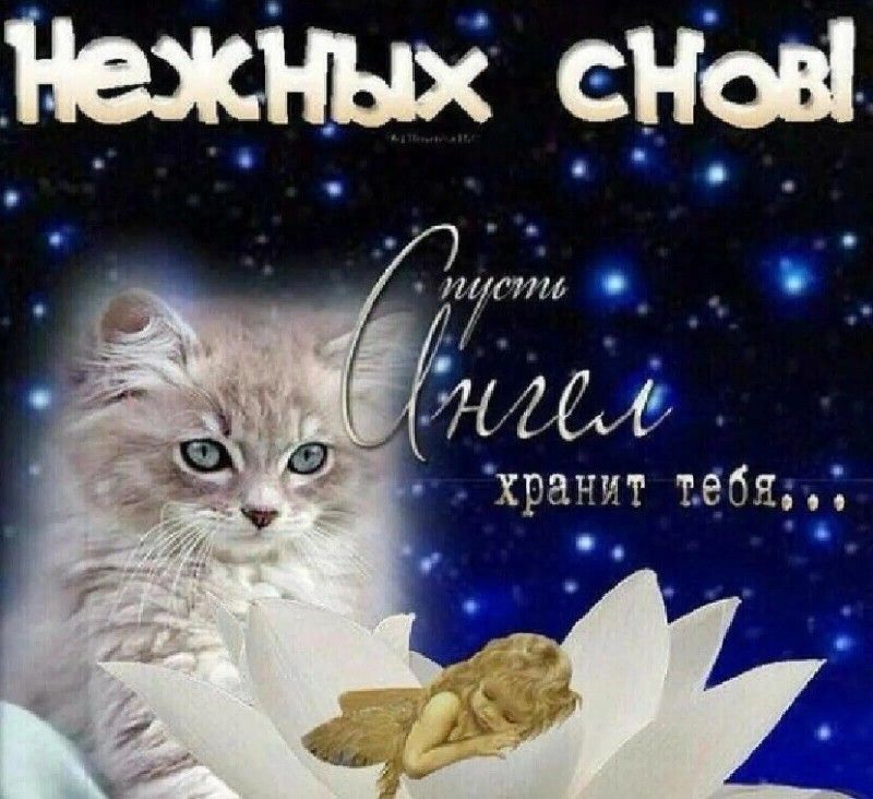 Открытка «Доброй ночи»: Доброй ночи: «Нежных снов» с котенком и ангелом. Тэги: Спокойной ночи, Спокойной ночи, с поже…