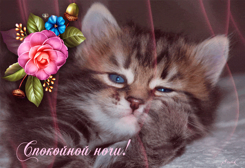 Открытка «Доброй ночи»: Спокойной ночи: милый котенок и цветы. Тэги: Спокойной ночи, Спокойной ночи, с пожеланиями…