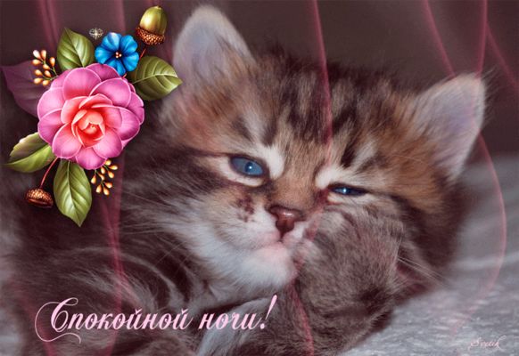 Открытка «Доброй ночи»: Спокойной ночи: милый котенок и цветы. Тэги: Спокойной ночи, Спокойной ночи, с пожеланиями…