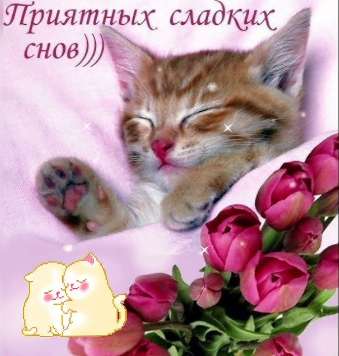 Открытка «Доброй ночи»: Спокойной ночи: Сладких снов с милым котенком. Тэги: Спокойной ночи, Спокойной ночи, красивые…