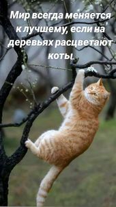 Открытка «Добрый день»: Добрый день: «Расцветающие коты» для настроения. Тэги: Для поднятия настроения, Добрый день и…