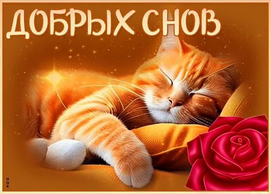 Открытка «Доброй ночи»: Доброй ночи: милый рыжий кот и красная роза. Тэги: Спокойной ночи, Спокойной ночи, с пожелани…