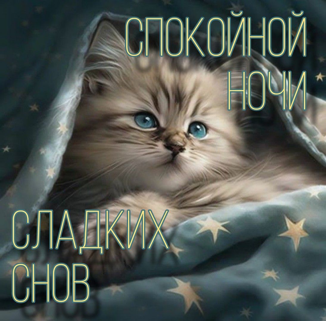 Открытка «Доброй ночи»: Спокойной ночи: милый котенок и сладкие сны. Тэги: Спокойной ночи, Спокойной ночи, с пожелани…