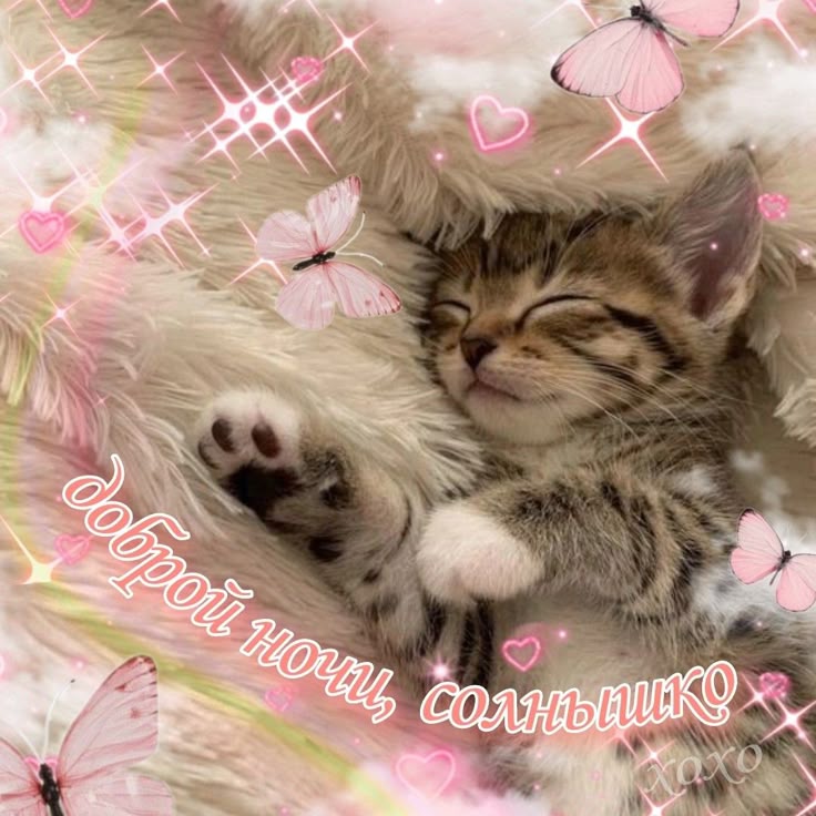 Открытка «Доброй ночи»: Доброй ночи, солнышко: милая открытка с котенком. Тэги: Спокойной ночи, анимационный, Спокойн…