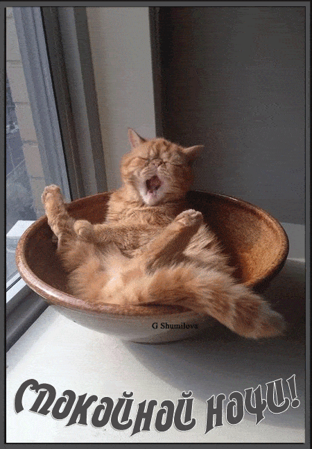 Открытка «Доброй ночи»: Спокойной ночи: прикольный рыжий кот в миске. Тэги: Спокойной ночи, Спокойной ночи, с пожелан…