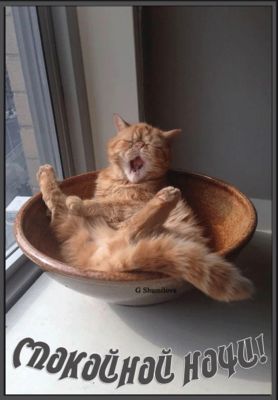 Открытка «Доброй ночи»: Спокойной ночи: прикольный рыжий кот в миске. Тэги: Спокойной ночи, Спокойной ночи, с пожелан…