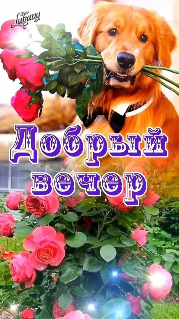 Открытка «Ретривер»: Добрый вечер: милый золотистый ретривер с розами. Тэги: Добрый вечер и пожелания, Добрый вечер к…