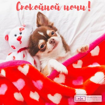 Открытка «Доброй ночи»: Спокойной ночи: милый песик под теплым одеялом. Тэги: Спокойной ночи, Спокойной ночи, с пожел…