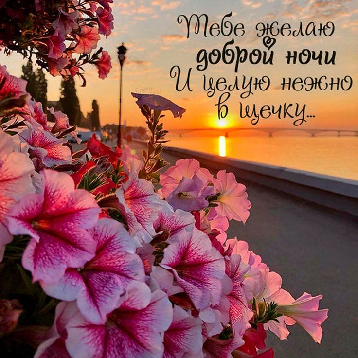 Открытка «Доброй ночи»: Спокойной ночи: нежная открытка с цветами и закатом. Тэги: Спокойной ночи, Спокойной ночи…