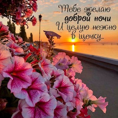 Открытка «Доброй ночи»: Спокойной ночи: нежная открытка с цветами и закатом. Тэги: Спокойной ночи, Спокойной ночи…