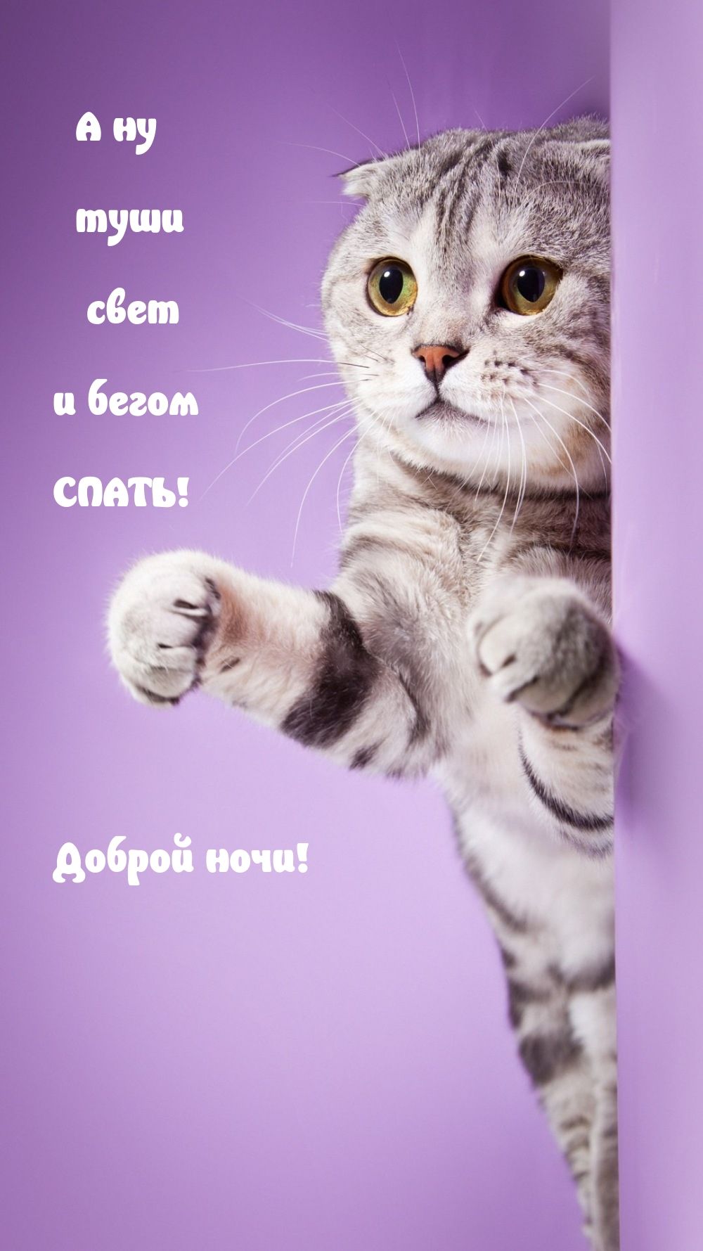 Открытка «Доброй ночи»: Доброй ночи: прикольный кот желает сладких снов. Тэги: Спокойной ночи, Спокойной ночи, с поже…